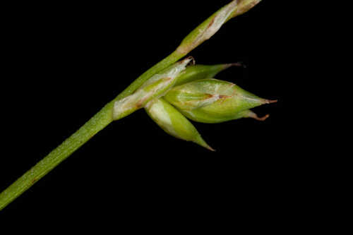 Carex brunnescens #3